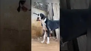 Biggest Great Dane Kennel In South India ❤️ #greatdanefarm #shorts #viralvideo #trendingshorts #dog