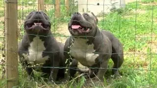 ~ KINGPINLINE MENACE  AND ELIJAH 7 MONTHS ~