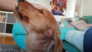 STRUGGLING TO PUT YOUR DOG'S EARDROPS IN?