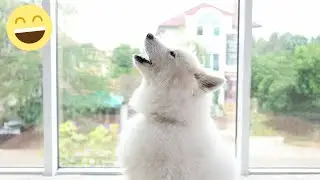 Dogs are actually talking - hear the proof in this funny compilation of dog clips.