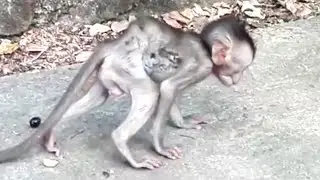 Break hart Poor baby monkey Amy worry thin cos sick wound can not eat, Millions Sad poor baby.