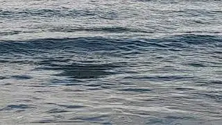 Spotted Stingray (Mantarraya, 