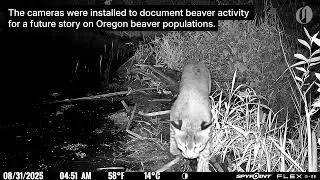 Bobcat spotted 6 times at Beaverton beaver dam, trail camera shows