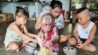 The frugal lunch of the family of baby monkeys Bob