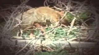 Wild America 01x09   Living with Wildlife
