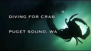 DIVING FOR CRAB IN THE PACIFIC NORTHWEST // PUGET SOUND // RED ROCK CRAB // SEPTEMBER 2020
