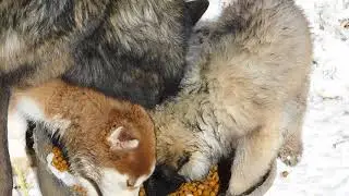 Gorgeous Hybrids from Wolf Husky Pups
