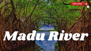 Madu River Sri Lanka | Madu Ganga | Fish Theropy | Mangrove Swamp | Galle | Travel | Visit Sri Lanka