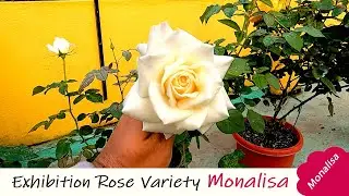 🌹🌹Exhibition Rose Variety Monalisa | MONALISA Hybrid Tea Rose | MONALISA | MONALISA ROSE