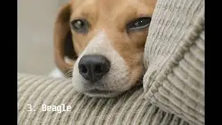 Top 10 popular dogs | Worldwide