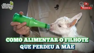 COMO ALIMENTAR O FILHOTE QUE PERDEU A MÃE | OVINOS E CAPRINOS