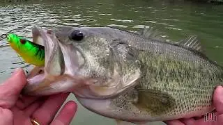 Bass fishing top water, Molix Sneaky Frog