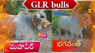 గొట్టిపాటి హనుమంత రావు మెమోరియల్సబ్ జూనియర్స్5వ GLR bulls గరికపాటి లక్ష్మయ్య చౌదరి గారు  (భగవత్ మహావ