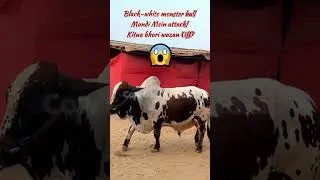 Pakistan Ka Yeh Giant Black-White Spotted Bull 😱 #cow #cowmandi2025 #biggestbull