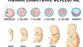 Scientists Grow Mouse Embryos In Space For First Time