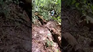 Красивый жучек в джунглях