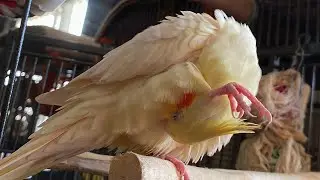 MY BIRDS GET THERE CAGES CLEANED