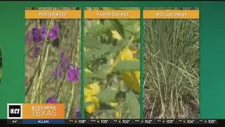 Gardening 101: Heat-resistant plants for your garden