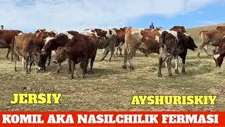 KOMIL AKA FERMASI JERSIY AYSHURISKIY BO'G'OZ G'UNAJINLA SOTILADI