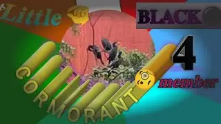 𝐋𝐢𝐭𝐭𝐥𝐞🤏 𝐁𝐋𝐀𝐂𝐊⚫ CORMORANT🧐 -𝟒 𝐌𝐄𝐌𝐁𝐄𝐑