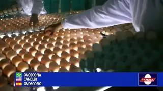 Yamasa YHD 180.000 Classificadora de ovos férteis