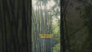Bamboo Wisdom: Embrace Resilience and Patience for Your Journey
