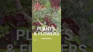 Xeriscaping Service