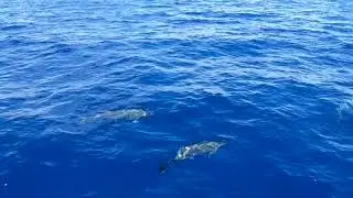 Dolphins from the pulpit of SV Solstice on transatlantic crossing 2018