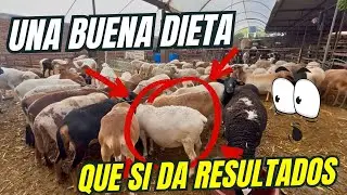 TUS BORREGAS EST&Aacute;N FLACAS?? DALES ESTA DIETA (Cantidades reales)