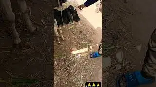 Gau Mata 🙏😊 #viral #trending #trendingshorts #shortvideo #gaumata #shortsstandup