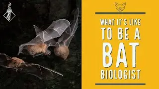 What it's like to be a Bat Biologist | SciAll.org