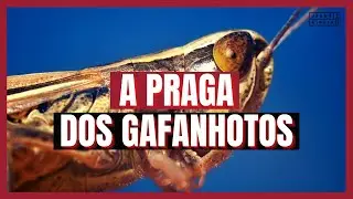 Êxodo 10 Estudo: A PRAGA DOS GAFANHOTOS (Bíblia Explicada)