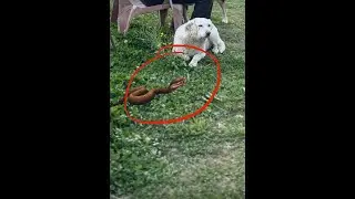 Snake and the dog live 😰🙀🐍