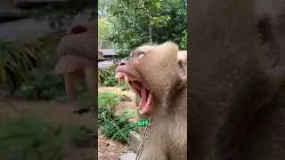 The lazy monkey #animals #cute #funny