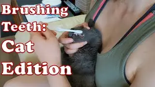 Brushing A Cat's Teeth
