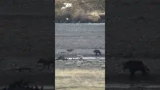Grizzly bear defending a bison carcass against wolves in Yellowstone