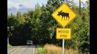Animal Collision Prevention