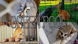 GREENPOOL || ЦЕНТР РЕАБИЛИТАЦИИ ДИКИХ ЖИВОТНЫХ