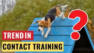 Comparing Contact Training Options for Your Agility Team  | Dog Agility | Dog Agility Training