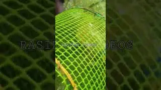 boat fishing #cage fishing #thrissur #kerala fishing #fishingvideo #shorts @RASIKARVIDEOS