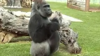 Fasanolandia Zoo Safari