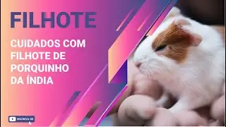 Cuidados Com o Filhote De Porquinho Da Índia.