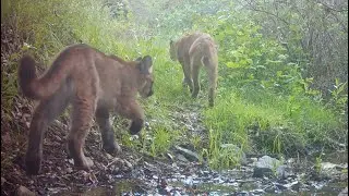 Two Cougars Traveling Through The Canyon In The Angeles National Forest