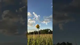 World's Biggest Rose! #george terry #shorts #the missing #reflection