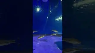 Redline torpedo Barb Fish (Planting  Aquarium) 🐠☘️