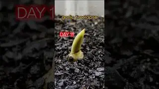 Growing Garlic From Clove to Harvest - 275 Days Timelapse 🧄