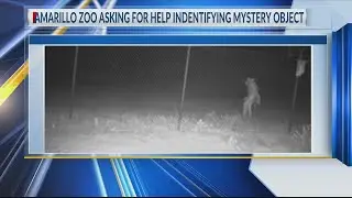 What is it? Amarillo Zoo needs help identifying mystery object