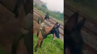 The power, speed, and loyalty of a true working dog 🔥#belgianmalinois #dogs #fypyoutube #trending