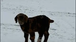 Mommy and baby goats playing in the snow @FloppyPharm #babygoats #cutegoats #snowgoat #snow