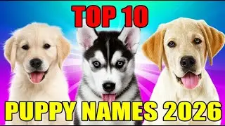 The #1 Puppy Name of 2026 Will SHOCK You